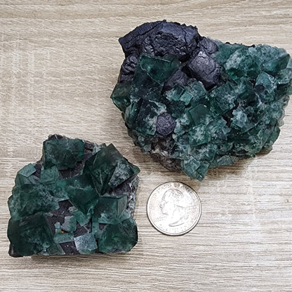 Two dark green fluorite crystals from the 50 Year Pocket are displayed on a wooden surface beside a U.S. quarter for scale, highlighting their cubic structure. These crystals are featured in The Crystalary's collection, LIVE- Karen WR- 11/15/2024.