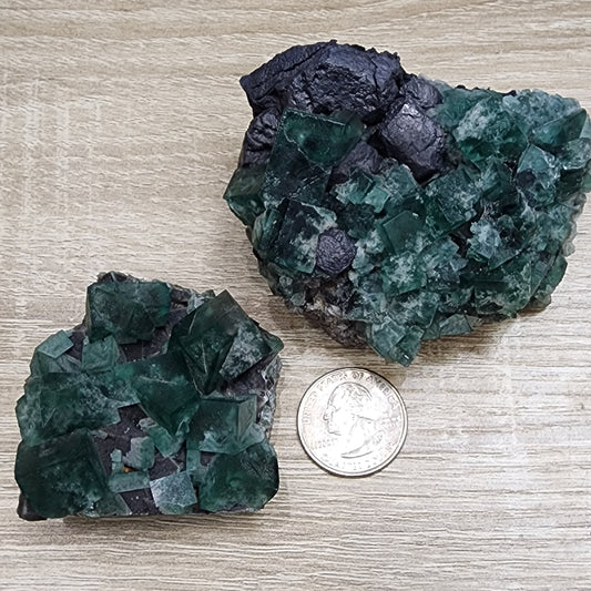 Two dark green fluorite crystals from the 50 Year Pocket are displayed on a wooden surface beside a U.S. quarter for scale, highlighting their cubic structure. These crystals are featured in The Crystalary's collection, LIVE- Karen WR- 11/15/2024.