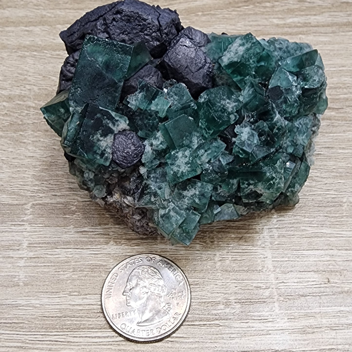 A product from The Crystalary called LIVE- Karen WR- 11/15/2024 features a set of green fluorite and black galena crystals from the renowned Greedy Hog Pocket. Displayed on a wooden surface with a U.S. quarter for scale, the collection highlights cube-like green fluorite structures alongside the organically shaped black galena, emphasizing their natural beauty.