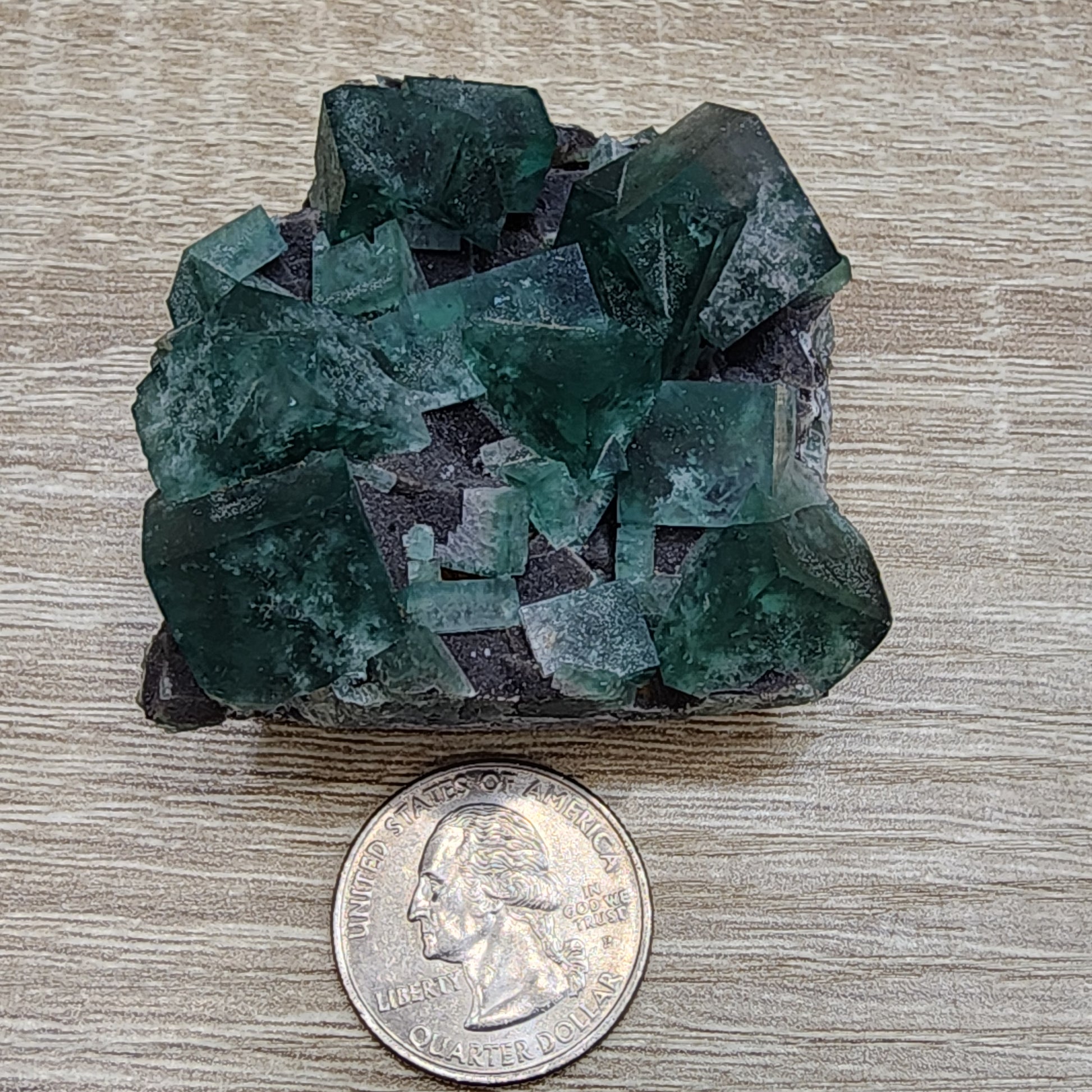 A cluster of green cubic crystals from the renowned Greedy Hog Pocket is displayed on a dark rock set on a light wooden surface. For scale, a U.S. quarter is positioned nearby. This product is known as LIVE- Karen WR- 11/15/2024 and is offered by The Crystalary.