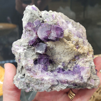 A hand holds a rough rock adorned with vibrant purple crystals, possibly fluorite with quartz from The Crystalary. The rugged texture contrasts strikingly with the deep violet hue. The blurred background ensures all attention remains on this stunning specimen from Foisches, Givet, Charleville-Mezieres, Ardennes, Grand Est, France (sku 3075).