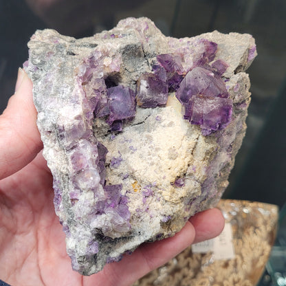 A hand holding a rough rock displays clusters of Purple Frech Fluorite crystals embedded within it. These translucent gems from The Crystalary's "Fluorite with Quartz - Foisches, Givet, Charleville-Mezieres, Ardennes, Grand Est, France" (sku 3075) vary in size and provide a striking contrast against the duller grayish stone matrix.