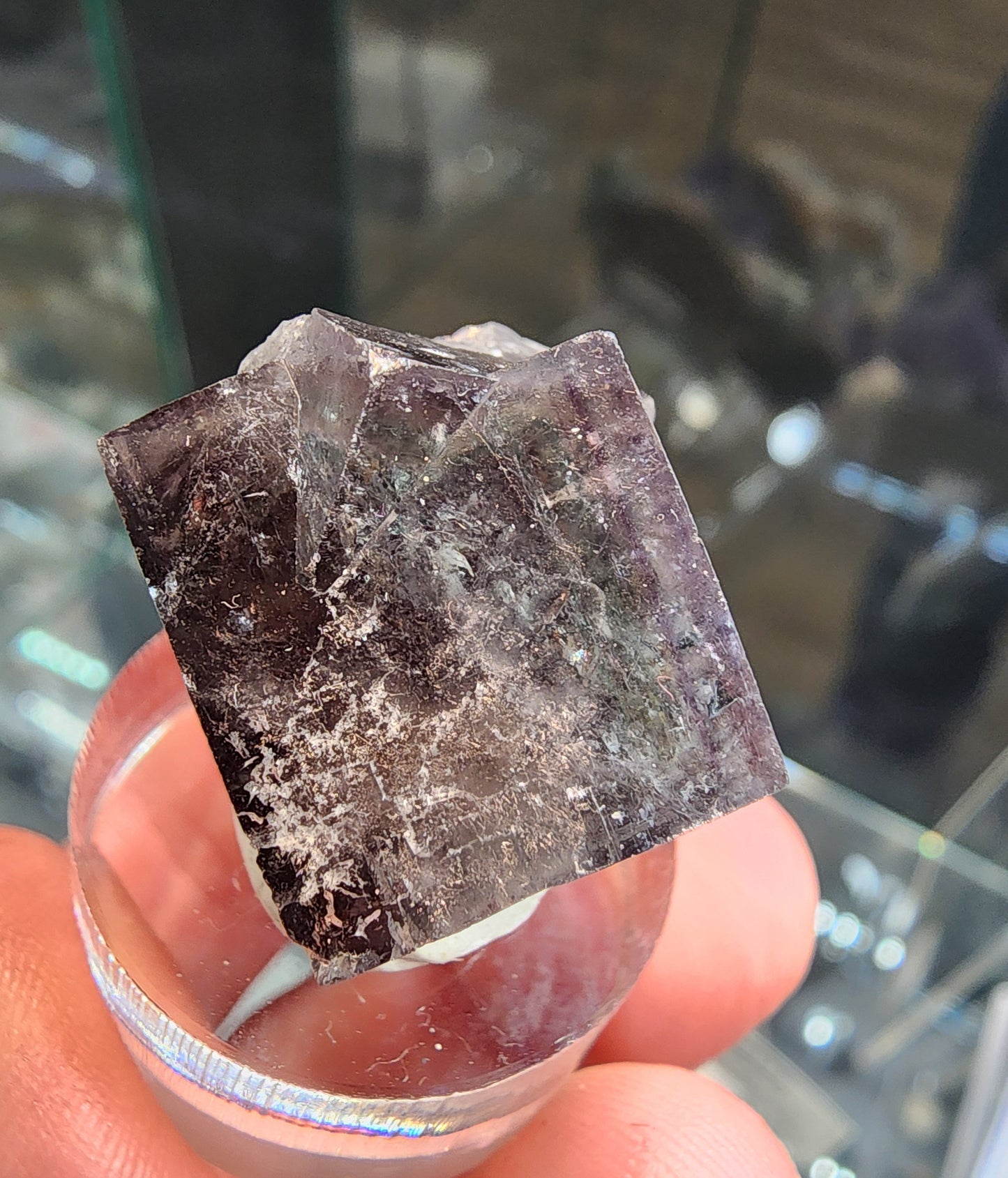 A person holding a cubic piece of Fluorite, known as the Yum Yum Pocket from The Crystalary, originally sourced from the esteemed Diana Maria Mine in Weardale, Co Durham, UK. This dark, translucent gem with visible cracks and imperfections is pictured against a blurred backdrop of a glass shelf decorated with other intriguing objects.