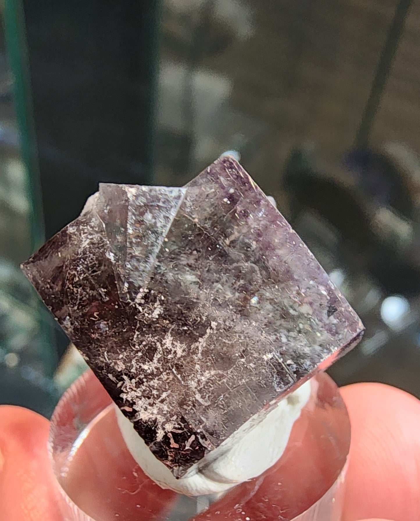 A close-up of a hand holding a shiny, dark crystal known as the Fluorite- Yum Yum Pocket from The Crystalary, sourced from the Diana Maria Mine in Weardale, Co Durham. This crystal boasts a roughly rectangular shape with sharp angles and reflective facets and rests on a small clear plastic stand.