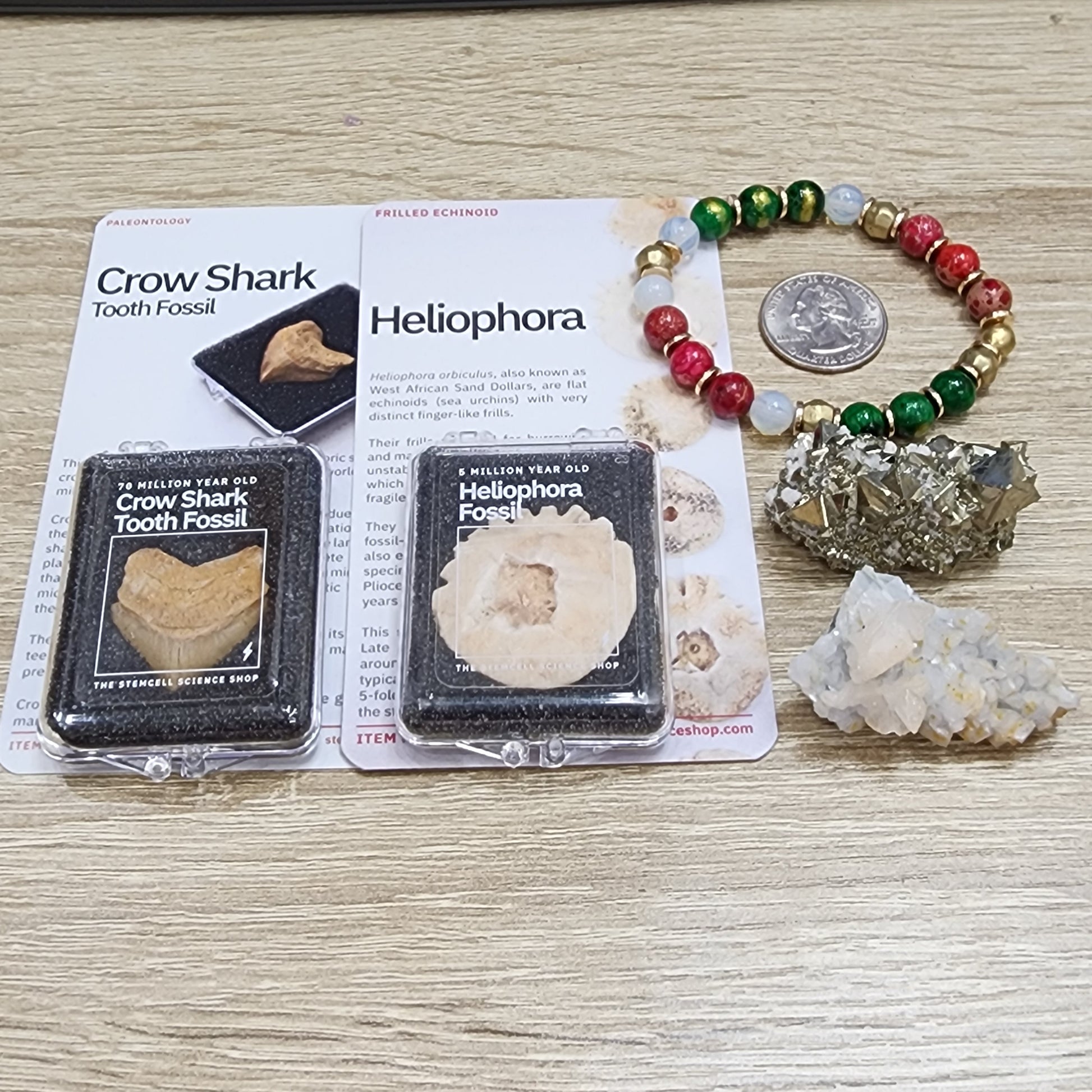 Exhibit of two fossil specimens: a Crow Shark tooth and a Heliophora fragment, each in a labeled case. Surrounding them are a quarter coin, a multicolored Christmas bracelet, a pyrite cluster, and a quartz crystal on a wooden surface, curated by The Crystalary as part of the LIVE- KarenWebdellRogala- 11/21/2024 collection.