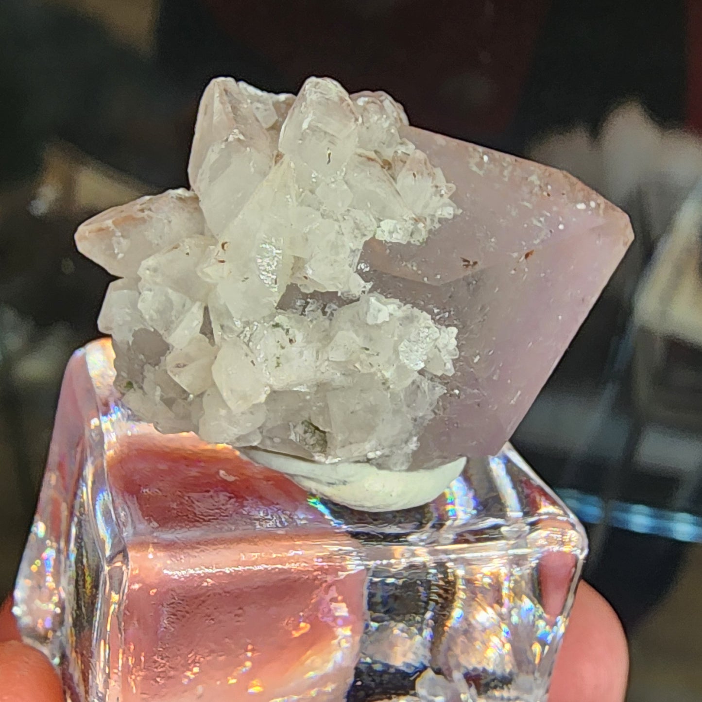 A hand holds a clear stand displaying a Quartz v. Amethyst, Calcite cluster from The Crystalary, featuring translucent, milky white geometric crystals reflecting light. Likely sourced from Tonglushan Mine, the softly blurred background accentuates the display. (SKU 3107).