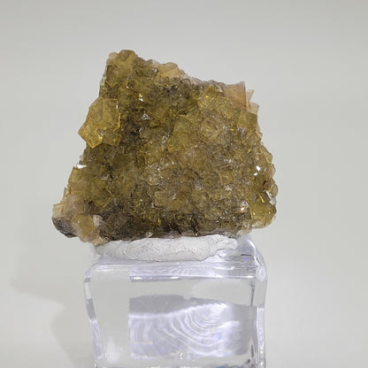 A miniature, honey-yellow fluorite specimen with cubic crystal formations from The Crystalary (sku 809) is showcased on a clear stand, set against a plain grayish backdrop.