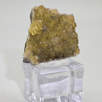 The Crystalary's honey yellow fluorite from the Moscana Mine, El Ponton de Solis, Corvera de Asturias, Spain (SKU 809), is showcased on a clear acrylic stand against a white background. Its rough cubic miniature crystals captivate the eye.