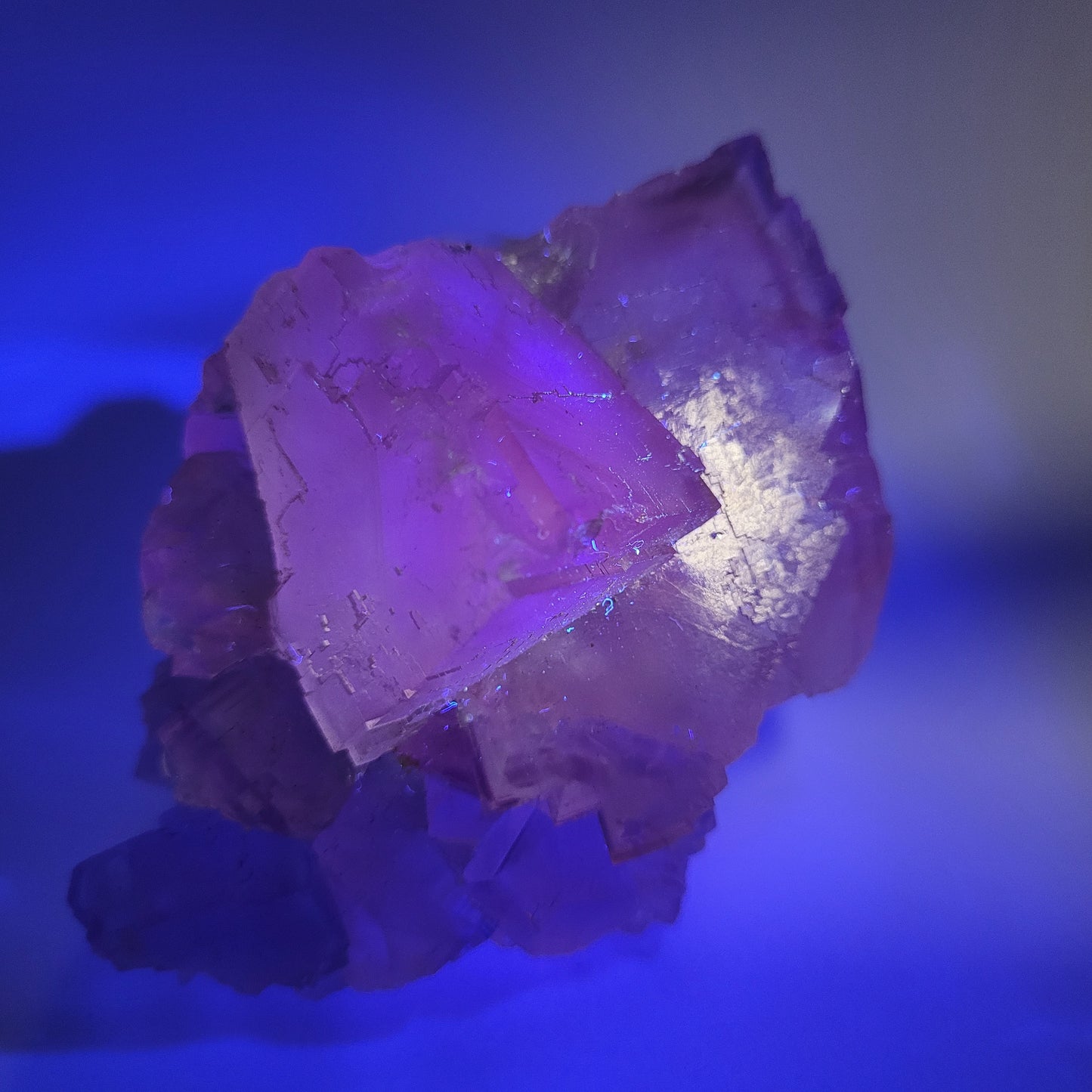 A Fluorite - Berbes, Ribadesella, Asturias, Spain (SKU 811) cluster from The Crystalary is shown close-up against a blue background. The purple crystal facets reflect light, creating a shimmering effect.