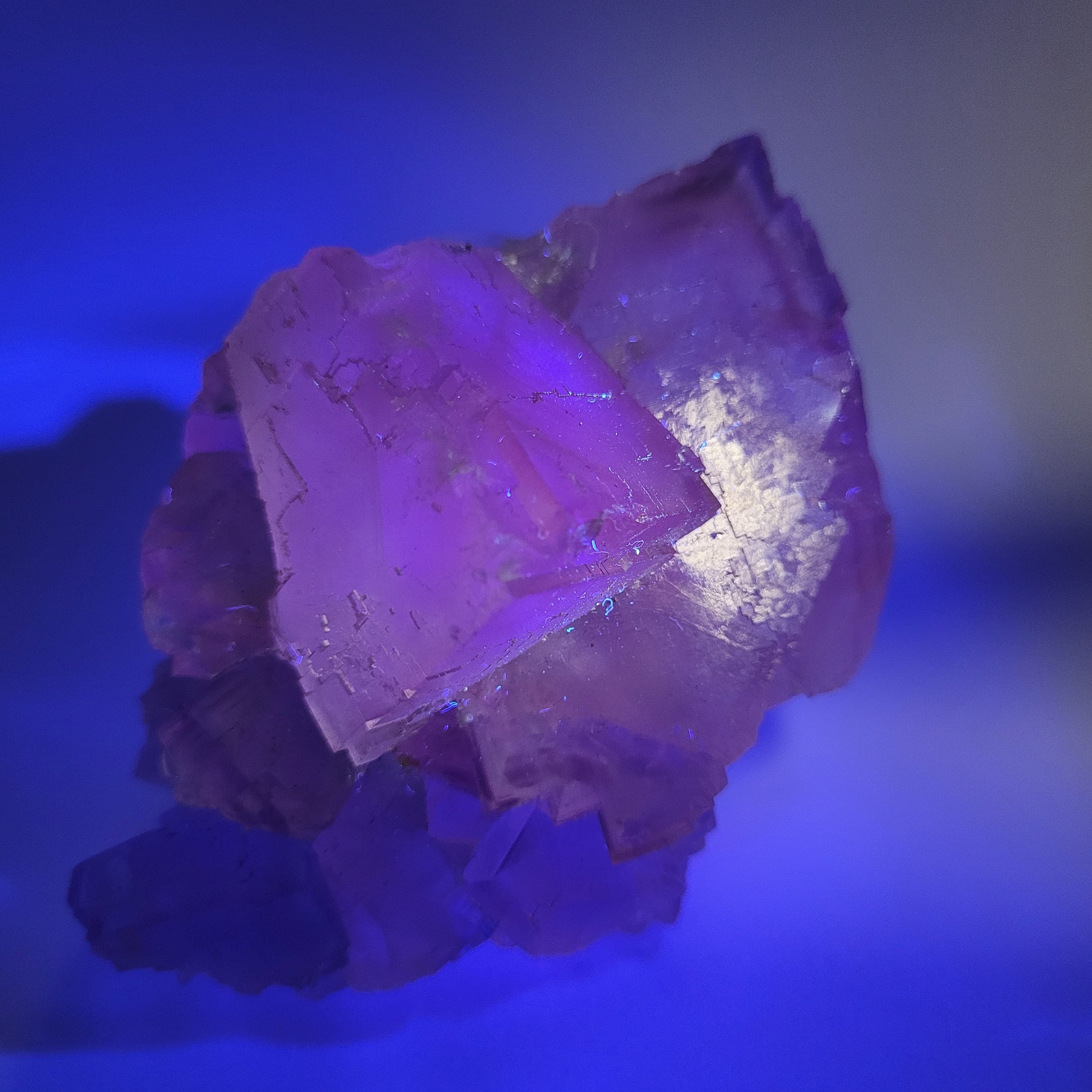 A Fluorite - Berbes, Ribadesella, Asturias, Spain (SKU 811) cluster from The Crystalary is shown close-up against a blue background. The purple crystal facets reflect light, creating a shimmering effect.