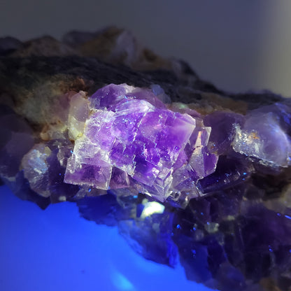 A close-up of The Crystalary's Fluorite from Berbes, Ribadesella (sku 812) displays purple crystals with a rough texture, lit by blue light, showcasing their translucence and vibrant hues against a dark background.