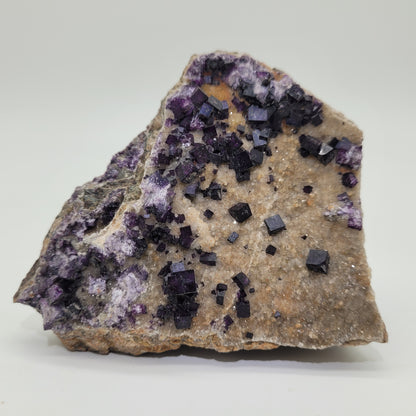 A rough rock specimen from The Crystalary features dark purple fluorite cubes from the Highway 17 Roadcut in Yesno Township, Thunder Bay District, Ontario, against a light gray backdrop. SKU: 814.