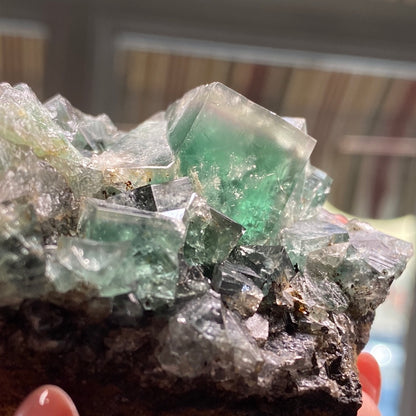 A close-up of a hand holding a cluster of Fluorite- Rainbow's End Pocket crystals from The Crystalary's Lady Annabella mine in Co Durham, UK. The crystals exhibit a translucent quality with a range of light to dark green hues. The background is blurred, drawing focus to the intricate details and textures of this remarkable fluorite specimen.