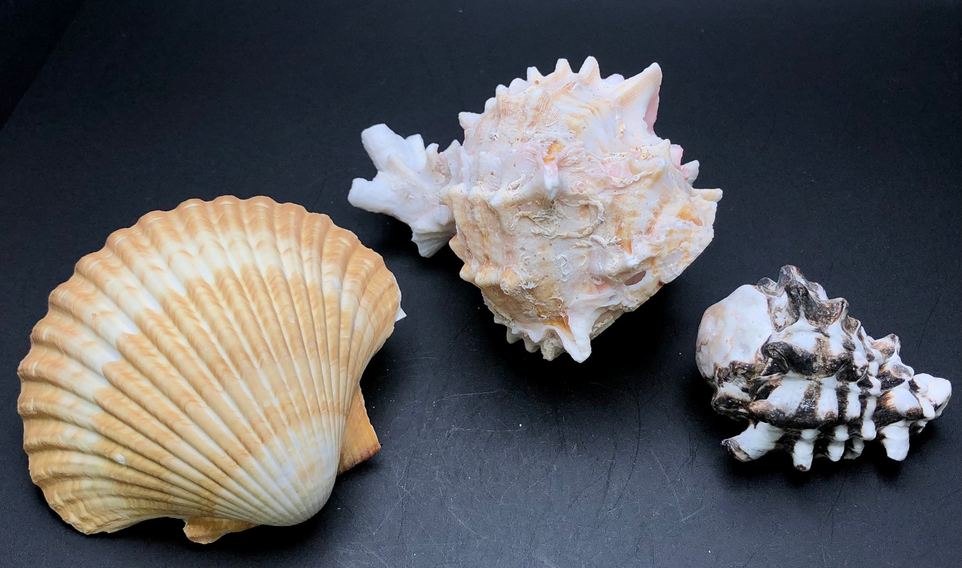 In a captivating arrangement offered by The Crystalary, AUCTION- Shells- locality unk features three exquisite seashells displayed against a black background. A fan-shaped scallop shell graces the left, drawing attention with its elegant contours. At the center stage rests a striking pink murex shell, known for its intricate spikes. Completing this beautiful seaside tableau on the right is a smaller shell adorned with dark brown markings and intricate textures.