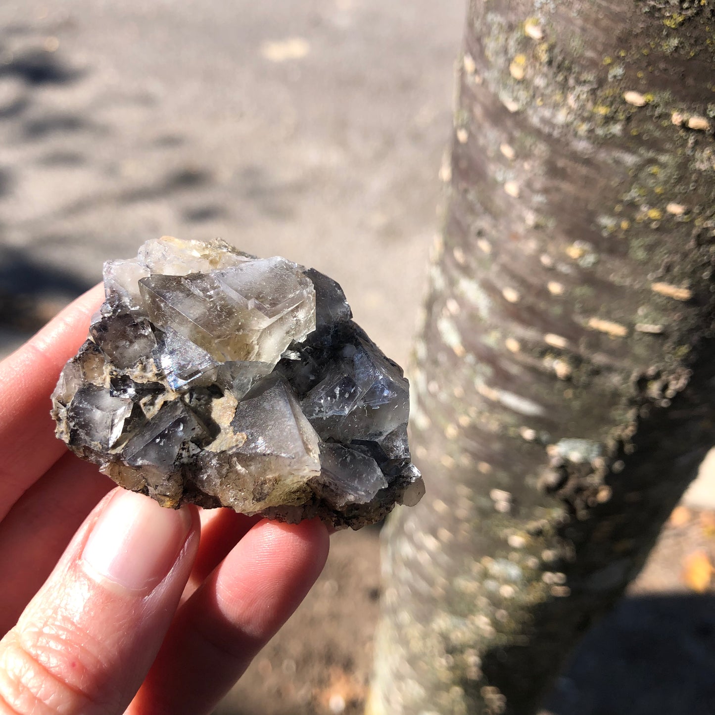 In hand is a textured, translucent fluorite specimen showcasing gray and clear crystal formations, captured against the blurry background of a tree trunk and pavement. Sunlight plays across the facets of The Crystalary's "AUCTION- Fluorite- The Bull Vein" from Lady Annabella Mine in Eastgate, Weardale, Co. Durham, England, hinting at its mesmerizing color-changing properties.