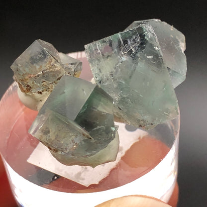 A close-up of three green fluorite crystals from The Crystalary's auction showcases their angular shapes on a circular base. These crystals from the Rainbow's End Pocket, Lady Annabella, Co Durham, UK display visible inclusions and a translucent appearance against a dark background.