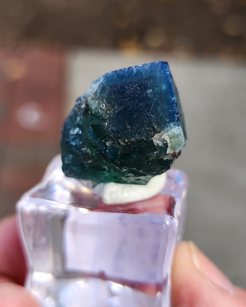 A person's hand holds a small, dark blue fluorite crystal from the Greedy Hog Pocket in the Diana Maria Mine, sourced by The Crystalary. It features rough edges and is mounted on a clear display stand with a blurred background that emphasizes its vibrant color and texture as it shimmers under sunlight fluorescence.