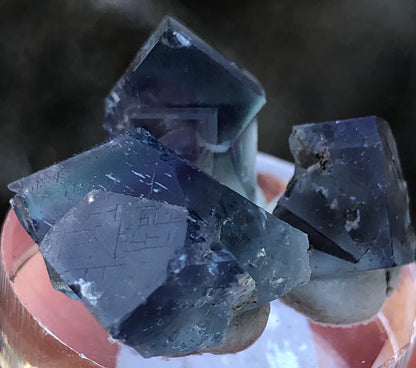 A close-up of three dark blue fluorite crystals with geometric shapes from The Crystalary showcases their intricate surfaces on a small stand. Originating from the Rainbow's End Pocket, Lady Annabella, Co Durham, UK, their deep color contrasts beautifully against a blurred background.