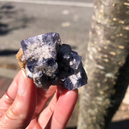 A hand gently holds a cluster of cubic crystals from The Crystalary's "AUCTION- Fluorite- Milky Way Pocket" collection, with colors transitioning from deep purple to smoky gray-blue. Their rugged texture contrasts beautifully against a blurred background of a sunlit tree trunk and street pavement, reminiscent of a discovery at the Diana Marie Mine in Frosterly, Weardale, Co. Durham, England.