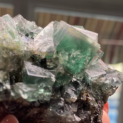 A close-up of a hand holding a cluster of Fluorite- Rainbow's End Pocket crystals from the Lady Annabella mine in Co Durham, UK. The cubic, semi-transparent crystals of varied sizes reflect light off their shiny surfaces, showcasing their intricate structure against a blurred background. Proudly brought to you by The Crystalary.