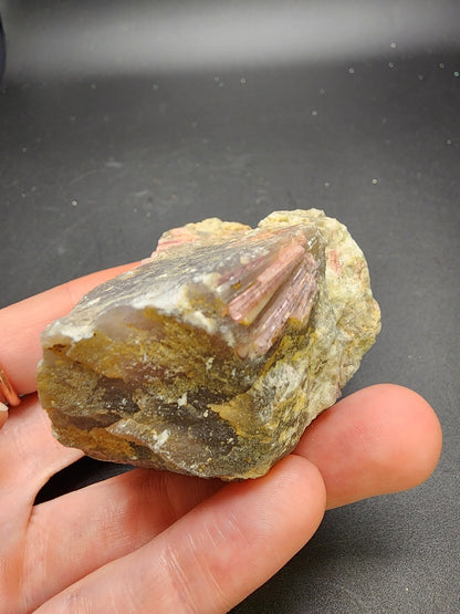 A hand displays a rough specimen from The Crystalary's Lazlo Dudas Collection, featuring the AUCTION- Elbaite var. Rubellite from Dobra Voda, Velke Mezirici, Moravia, Czech Republic. This piece boasts brown, yellow, and gray hues with an eye-catching section of red and pink striations set against a dark backdrop.