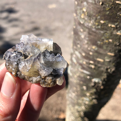 A hand holds a small, jagged piece of Fluorite from The Crystalary, with transparent and cloudy crystals glistening in the sunlight. This mesmerizing specimen, renowned for its color-changing properties, originates from The Bull Vein at the Lady Annabella Mine in Eastgate, Weardale, Co. Durham, England. The background is softly blurred with the trunk of a tree visible behind it.