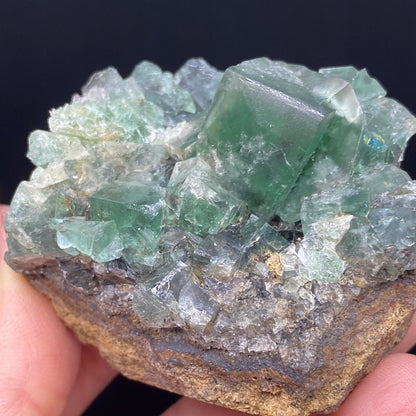 A person holds a specimen of Fluorite from the Rainbow's End Pocket in the Lady Annabella mine, Co Durham, UK, by The Crystalary. Several translucent green cubic crystals are embedded in the rough rock, surrounded by smaller shattered fragments. The black background highlights the intricate details and colors of both the rock and crystals.