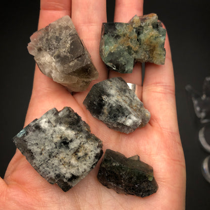 A person gently cradles five rough mineral stones, similar to the treasures from The Crystalary's AUCTION-Fluorite collection, sourced from the Lady Annabella Mine in Co. Durham, England. These stones display a mesmerizing blend of gray, green, and black hues that transform under the light, revealing subtle translucency and crystalline beauty against a dark backdrop.