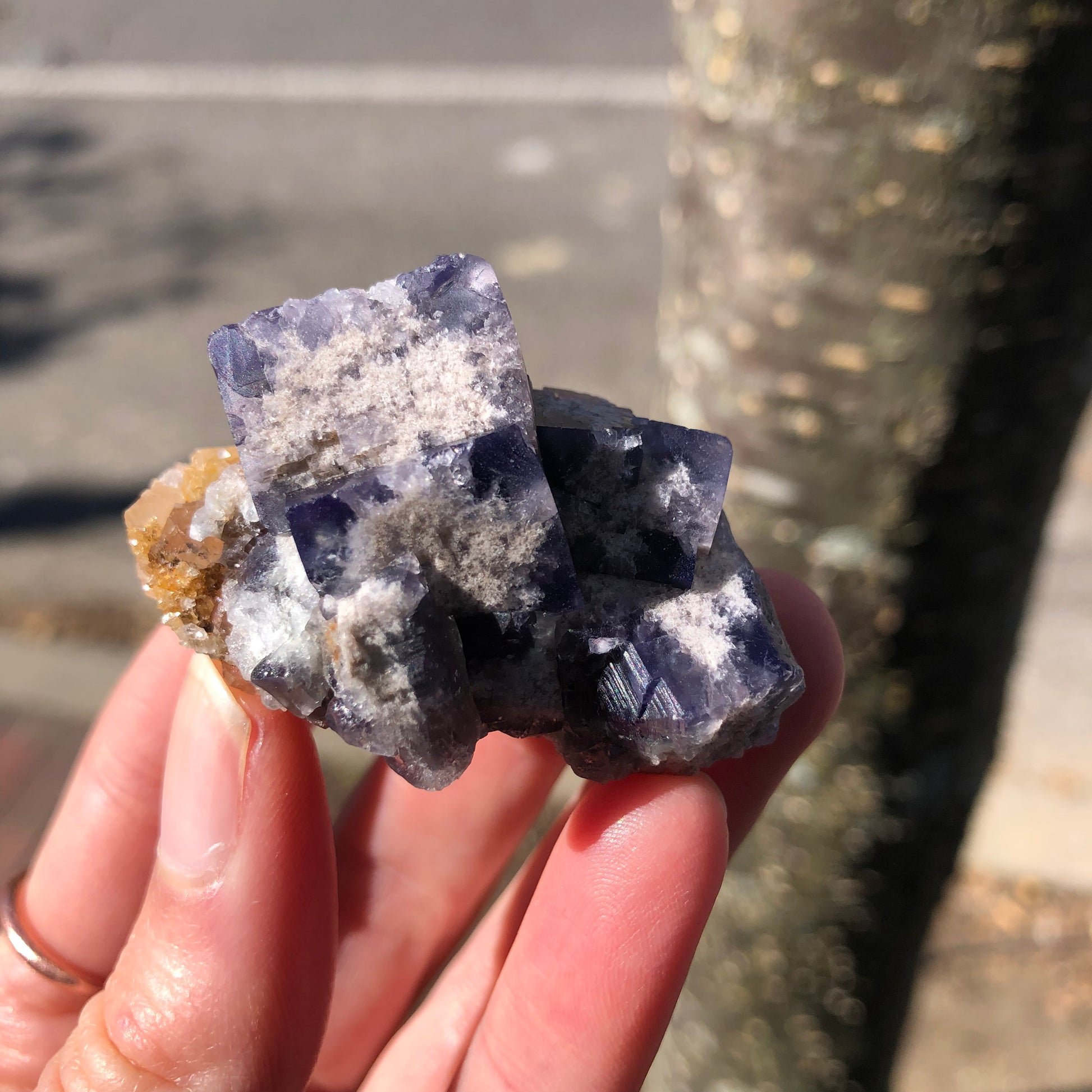 A hand displays a cluster of purple and beige cubic crystals, likely the smoky gray-blue AUCTION- Fluorite from the Milky Way Pocket at Diana Marie Mine, marketed by The Crystalary, set against a softly blurred backdrop with a tree trunk and pavement.