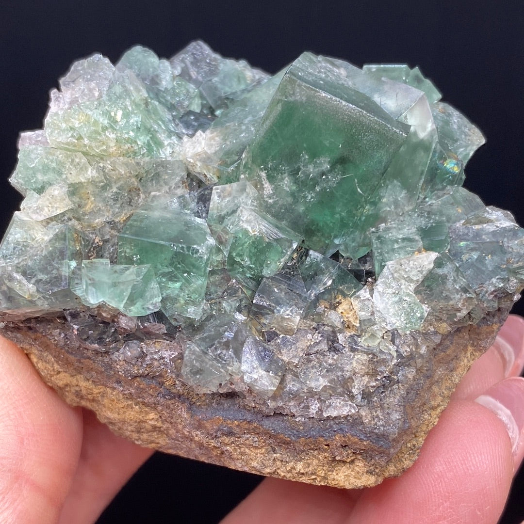 A hand presents a mineral specimen showcasing green cubic fluorite crystals clustered on a brown and grey matrix. Sourced from the Rainbow's End Pocket in the Lady Annabella mine, Co Durham, UK, these transparent crystals by The Crystalary have sharp edges and vary in size. Against a simple black background, they exhibit captivating color-changing fluorescence.