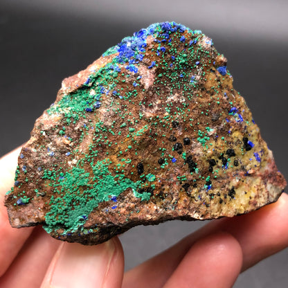 A close-up of a hand holding a mineral specimen featured in The Crystalary's AUCTION product from the Apex Mine, Tutsagubet Mining District, Utah. This piece showcases vibrant green malachite and blue azurite crystalline formations on a brownish base, with contrasting colors and textures highlighting the natural beauty of the rock.