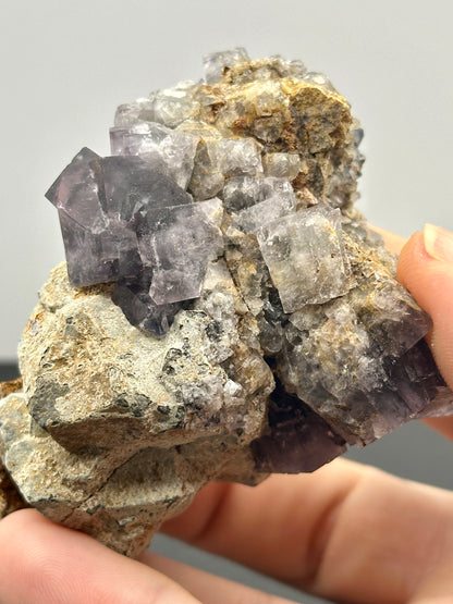 Close-up of two hands holding a rock featuring geometric purple and clear crystals, likely sourced from The Crystalary's Fluorite - Hailstorm Pocket collection, Lady Annabella Mine. These cubic wonders range from light to dark purple shades, contrasting beautifully with the rough gray-brown rock matrix, reminiscent of radiant galena crystals.