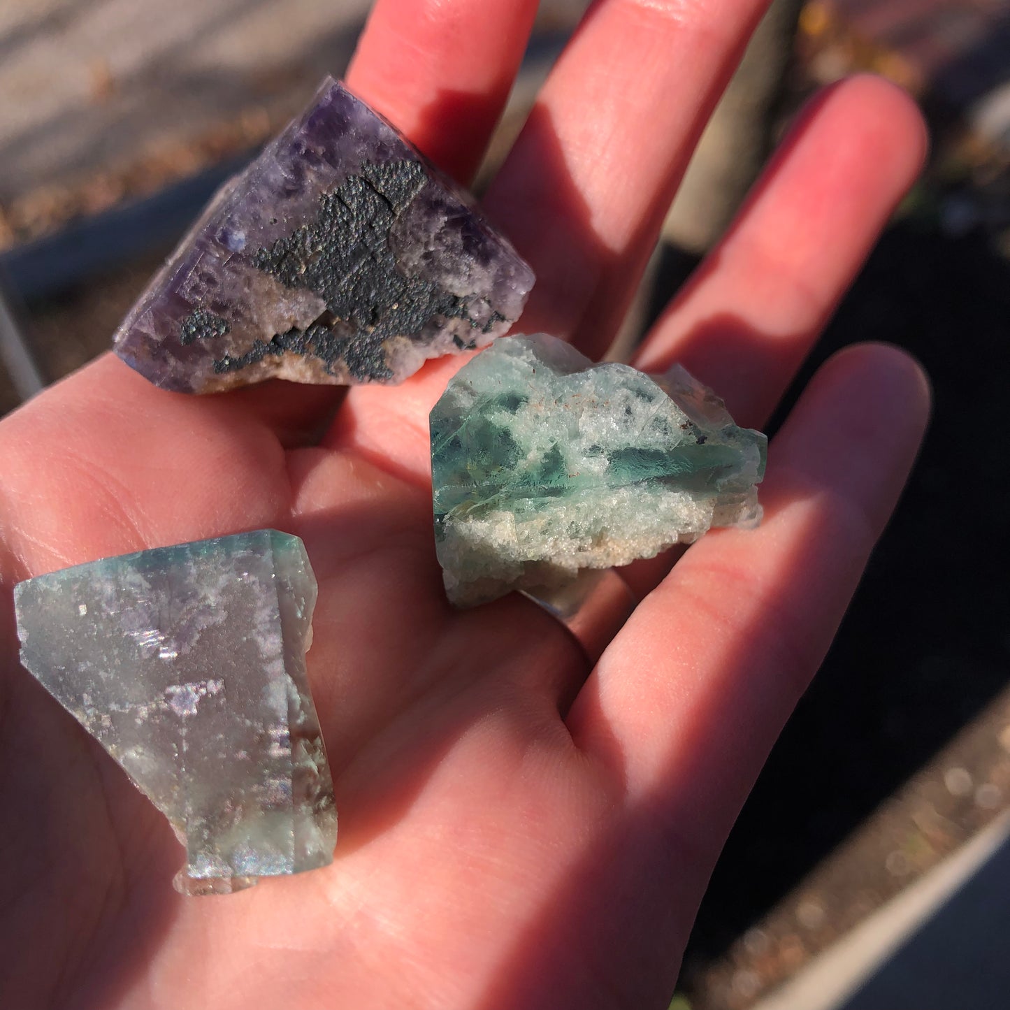 A hand gently holds three rough Fluorite stones—a dark purple, a green, and a clear one—from The Crystalary. They glisten in the sunlight, each partial cube sourced from the renowned Lady Anabella Mine in County Durham, England, showcasing a delicate color shift against a softly focused outdoor backdrop.