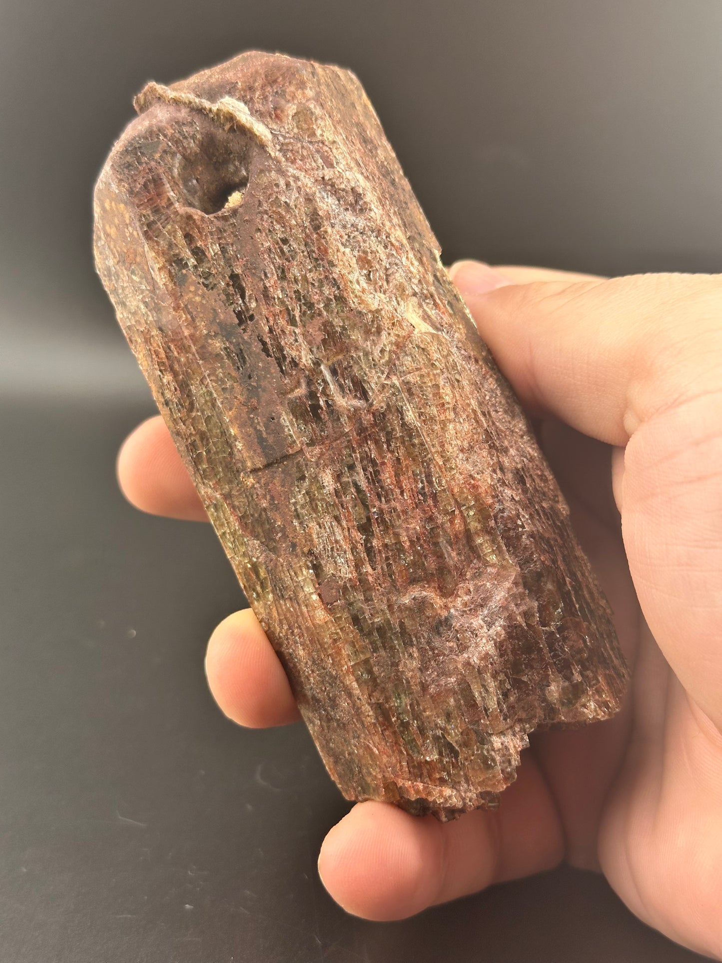 Holding a large, rough, reddish-brown Canadian Apatite from The Crystalary's LIVE-AutisticMedium-12/5/24 collection, striations enhance its striking appearance. A drilled hole near the top edge evokes finds from Timber Pocket against a dark backdrop.