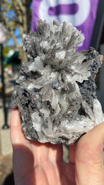 A hand holds a striking mineral formation known as Celestine from the renowned N'Chwaning II Mine, featuring white and gray spiky crystalline structures. The backdrop is outdoors with a slightly blurred view of some buildings and a purple banner. This piece is part of **The Crystalary** collection, product code sku3004.