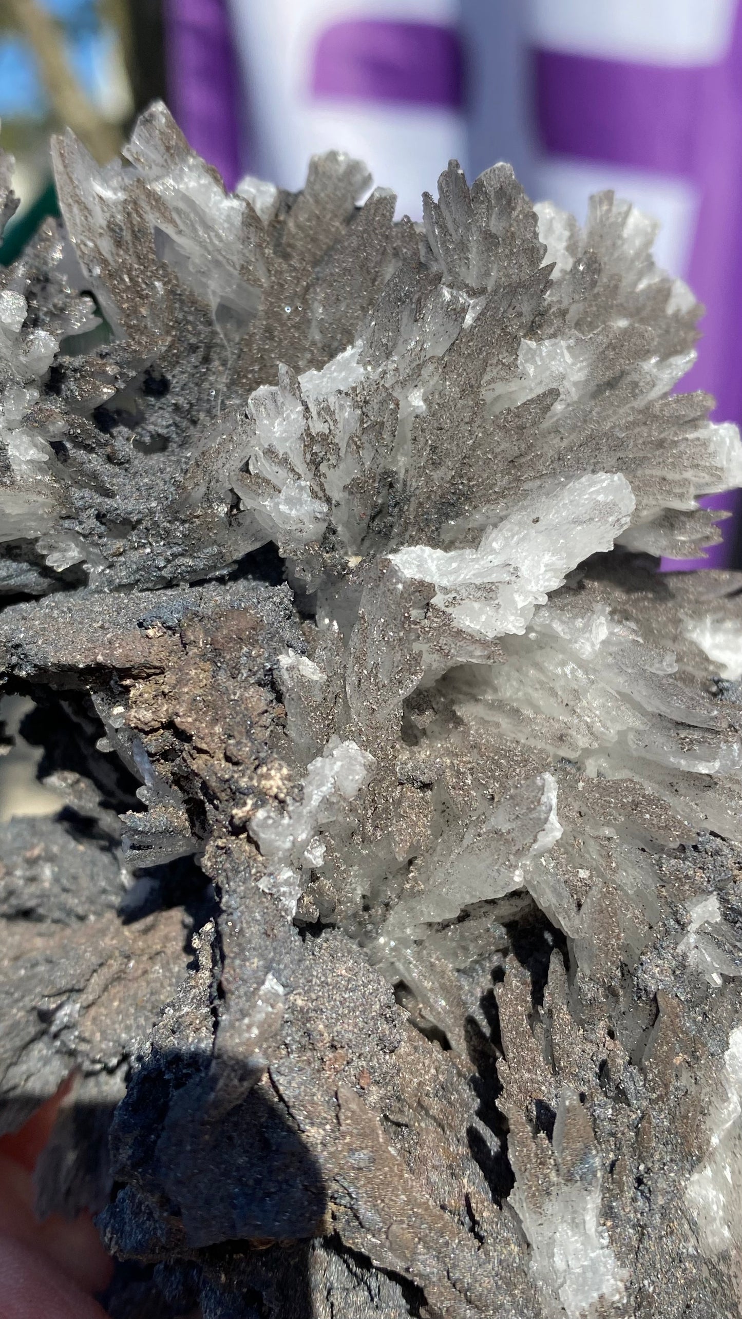 Close-up of a crystalline mineral formation showcasing the spiky, jagged gray and white crystals of The Crystalary's Celestine from the N'Chwaning II Mine. The rough texture sparkles under sunlight, set against a blurred purple and white background reminiscent of the renowned mine's surroundings. Product code: sku3004.