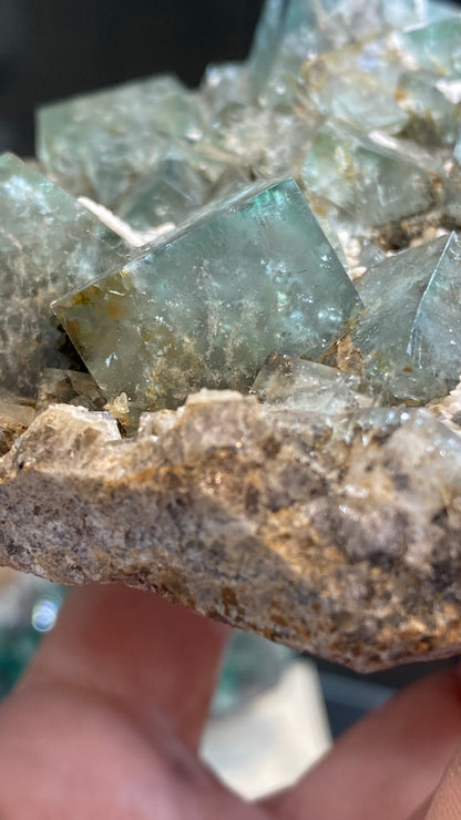 Close-up of a hand holding Fluorite from the Fairy Holes Pocket in the Lady Annabella Mine, showcasing translucent green crystalline formations. These crystals, sold by The Crystalary under SKU 3021, exhibit a cubic shape and are embedded in a textured, rocky base reminiscent of those found in Eastgate, Weardale, Co. Durham, England.