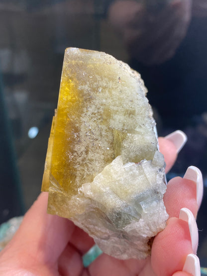 A hand holds a large, rough piece of Fluorite- Honey Bear Pocket from the Diana Maria Mine in Frosterley, Weardale, Co. Durham, England. The crystal boasts a golden honey-yellow hue with translucent areas. The person's long, polished fingertips add elegance to this treasure from The Crystalary's collection (sku 3023).