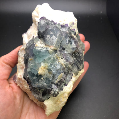 A hand holds a specimen of AUCTION Fluorite from the Navidad Mine in Indé Municipality, Durango, Mexico. This exquisite rock, offered by The Crystalary, features a white base adorned with clusters of greenish-blue and purple cheesecake fluorite crystals against a black background.