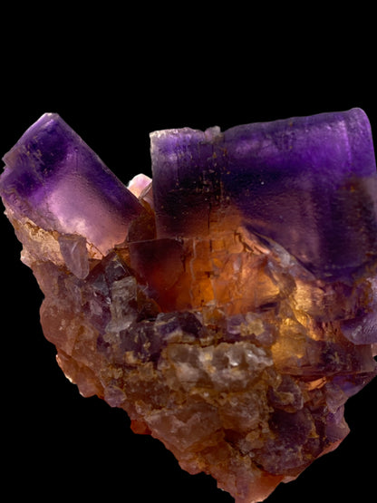 A close-up of the Fluorite specimen from Minerva Mine Number 1 in Hardin County, Illinois, United States, by The Crystalary. It showcases focal cubes with a gradient color pattern that transitions from deep purple at the top to yellowish-brown and translucent areas at the bottom. Set against a completely black background, the colors appear even more vivid.