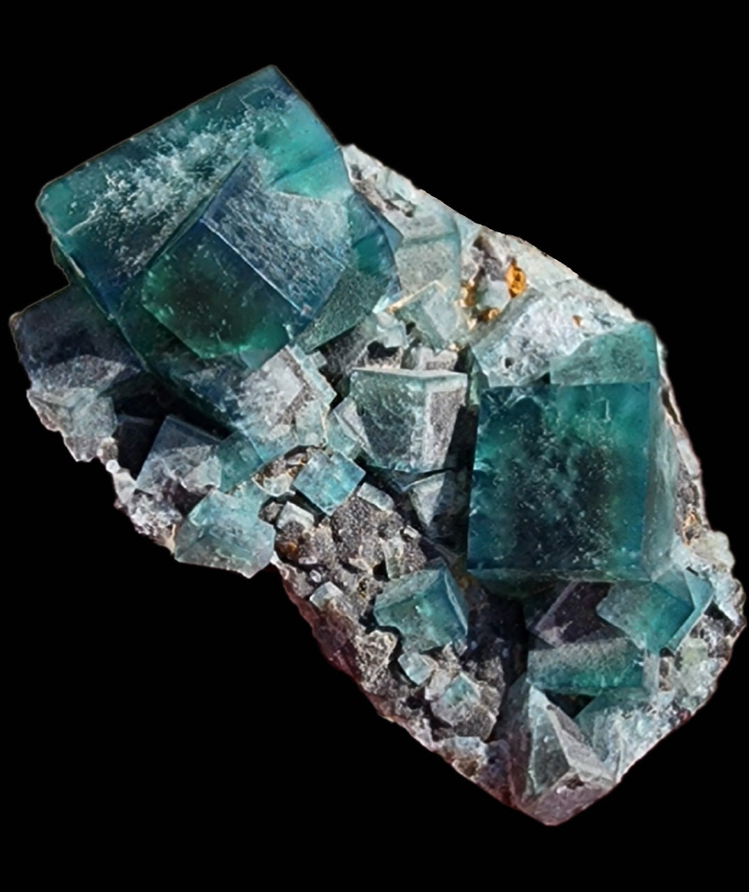 A collection of angular, transparent green-blue fluorite crystals from the Diana Maria Mine's Greedy Hog pocket is set on a rocky matrix. These vibrant gems from The Crystalary stand out against the dark background, with occasional flecks of galena adding depth and contrast. SKU: 3065.