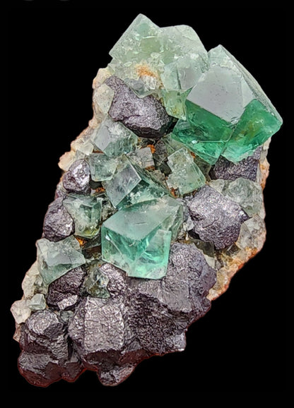 A collection of green fluorite crystals from the Greedy Hog pocket at the Diana Maria Mine, Co Durham, UK (sku 3058), intertwines with metallic galena formations to create a striking contrast against a black background. The cubic, translucent fluorite gleams amidst the dark minerals, reminiscent of treasures curated by The Crystalary.