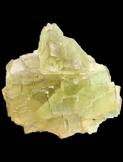 A cluster of pale green fluorite crystals from the Cäcilia Mine, showcased by The Crystalary, sits against a black background. The translucent cubic formations have distinct edges with surfaces that elegantly reflect light.