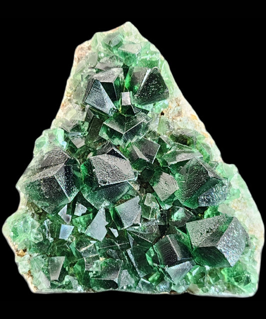 A stunning arrangement of lustrous green cubic fluorite crystals from the Greedy Hog Pocket at Diana Maria Mine, Co. Durham, England, presented by The Crystalary. These well-defined geometric crystals are mounted on a contrasting white and beige rock matrix and vary slightly in size, set against a sleek black background.