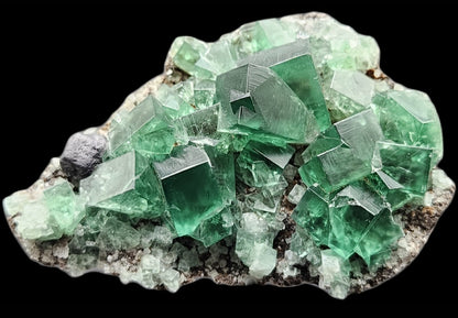 This image showcases a cluster of fluorite crystals from The Crystalary, featuring cubic formations. These translucent to transparent green crystals, sourced from the Greedy Hog Pocket at the Diana Maria mine in Co. Durham, England, vary in size. Set against a black background, the vibrant green hues and intricate details of the mineral structure are beautifully highlighted.