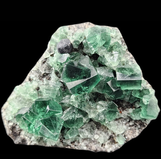 A cluster of green fluorite crystals attached to a grayish rock matrix. The crystals, likely from the Greedy Hog Pocket at the Diana Maria mine, are transparent with sharp edges and varying sizes, some with a faint bluish tint. The background is solid black, emphasizing the vibrant colors and details of the minerals. This stunning piece is brought to you by The Crystalary.
