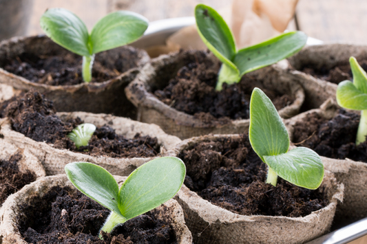 Green seedlings emerge from brown biodegradable pots filled with dark soil at The Crystalary's Seed Starting Class on April 5. The setup, located in the Annex in Cincinnati, is designed for indoor gardening and plant nurturing, surrounded by a wooden surface.