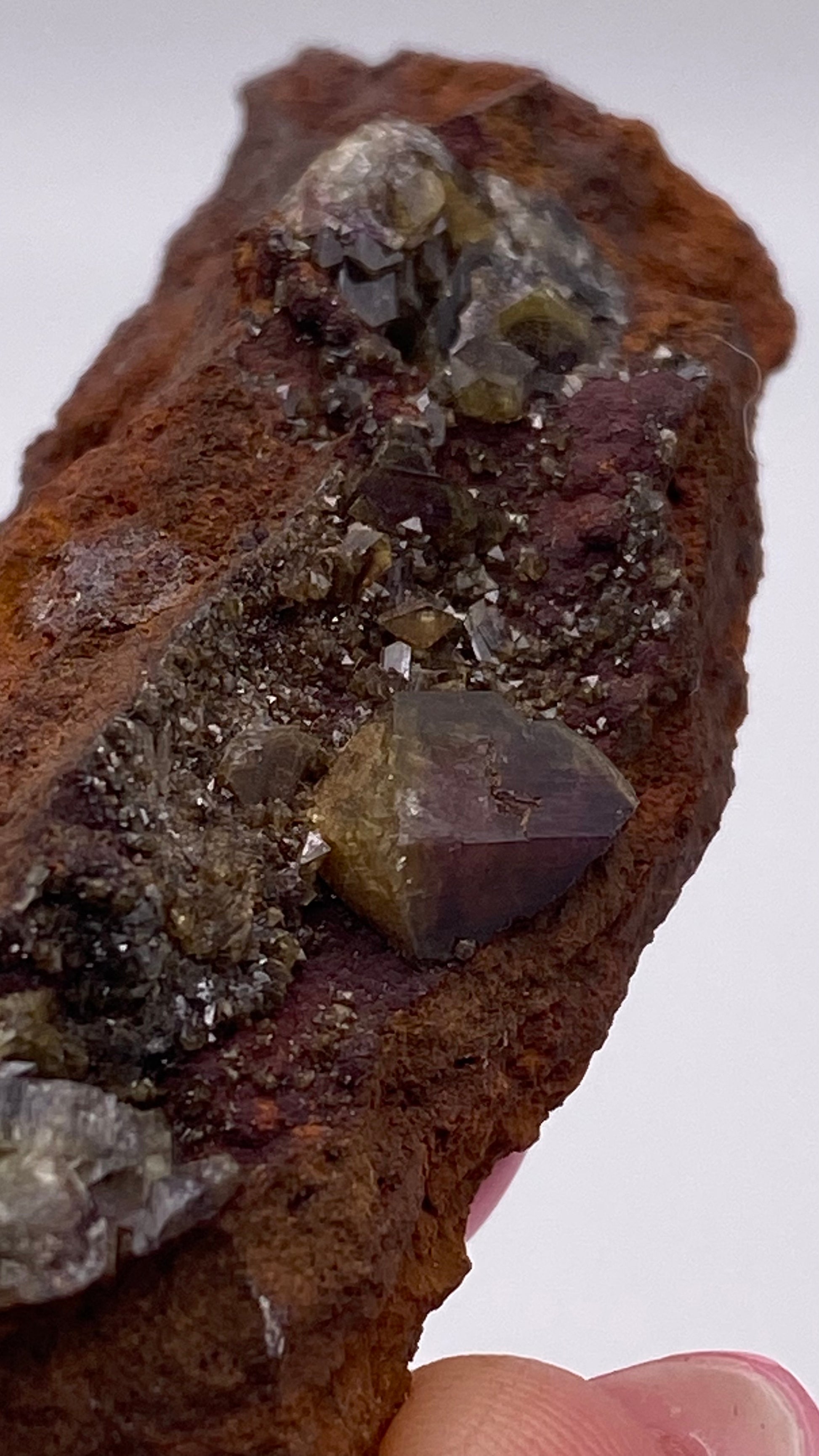 A close-up of a rusty brown rock showcases various small crystals embedded in it. The crystals, primarily gray and yellowish with some potentially being the purple Manganoan Adamite, display a rough and uneven texture. The rock is held up against a plain, light background. This specimen could originate from the renowned Ojuela Mine in Mapimí, Durango, Mexico and is offered by The Crystalary under the product name: Adamite (purple/Manganoan).