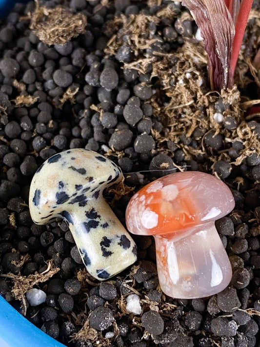 Two small "Assorted Mini Mushroom Crystal Charms" from The Crystalary are placed on dark soil. One charm is cream-colored with black spots, while the other features a blend of translucent orange and white. They make for charming decorations inside a plant pot, with assorted materials like leaves and various soil textures visible.