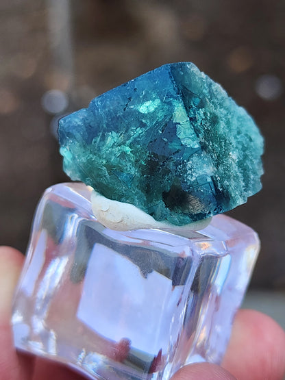 A close-up image of the AUCTION- 50 year Pocket from Rogerley Quarry, Stanhope, County Durham, England by The Crystalary captures a deep blue-green, semi-transparent mineral crystal resting on a clear, square base. The blurred background accentuates the texture and intricate details of the lustrous green crystal's surface.